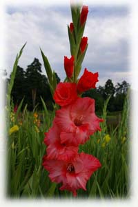 Gladiolus x hybridus hort. cv. Poet