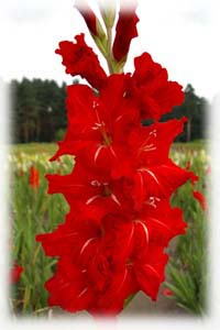 Iridaceae Gladiolus x hybridus hort. cv. Red Ginger