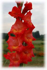 Iridaceae Gladiolus x hybridus hort. cv. Rigoletto