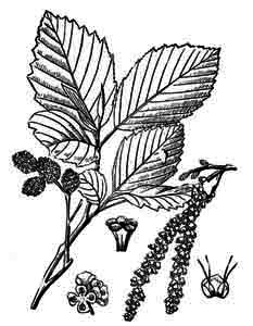 Betulaceae Alnus incana (L.) Moench 
