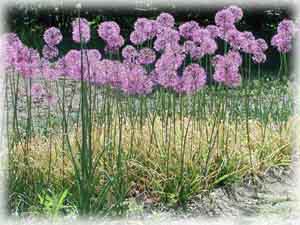 Alliaceae Allium rosenbachianum Regel 