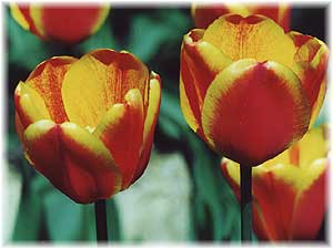 Tulipa x hybrida hort. cv. Oxfords Elite