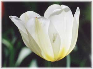 Liliaceae Tulipa x hybrida hort. cv. Marias Dream
