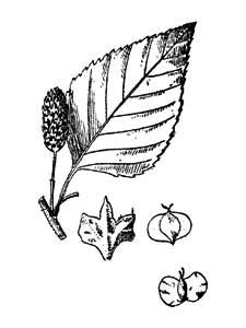 Betulaceae Betula davurica Pall. 