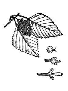 Betula ermanii Cham. 