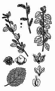 Betulaceae Betula humilis Schrank 