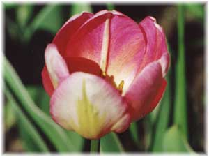 Tulipa x hybrida hort. cv. New Design