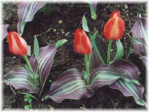 Tulipa x hybrida hort. cv. March of Time