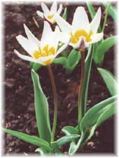 Liliaceae Tulipa x hybrida hort. cv. Аистенок