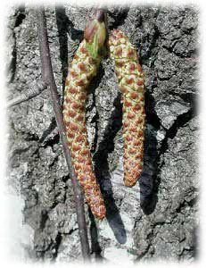 Betulaceae Betula pendula Roth 