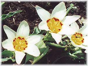 Liliaceae Tulipa x hybrida hort. cv. Ancilla
