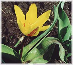 Tulipa x hybrida hort. cv. Berlioz