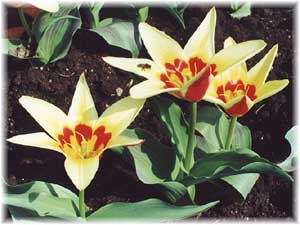 Tulipa x hybrida hort. cv. Corona