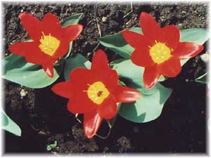 Tulipa x hybrida hort. cv. Coccinea