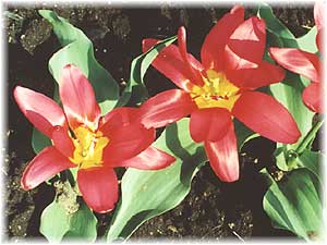 Liliaceae Tulipa x hybrida hort. cv. Duplosa