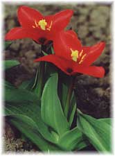 Tulipa x hybrida hort. cv. Showwinner