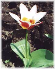 Liliaceae Tulipa x hybrida hort. cv. Racine
