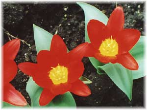 Liliaceae Tulipa x hybrida hort. cv. Zoy Bells
