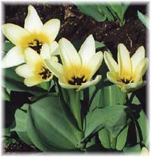Liliaceae Tulipa x hybrida hort. cv. Concerto