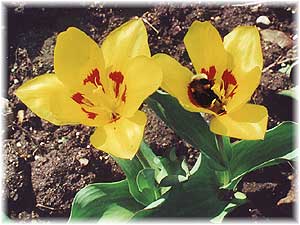 Tulipa x hybrida hort. cv. Stresa