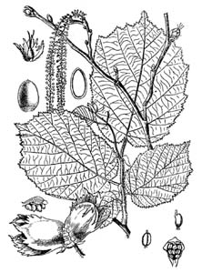 Betulaceae Corylus avellana L. 
