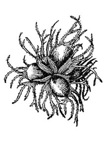 Betulaceae Corylus colurna L. 