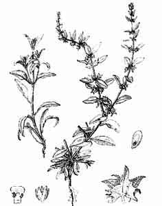 Boraginaceae Asperugo procumbens L. 