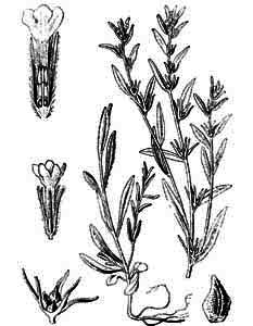 Boraginaceae Buglossoides arvensis (L.) Johnst. 