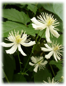 Clematis fargesii Franch. cv. Fargesioides