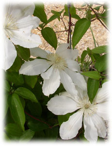 Ranunculaceae Clematis x hybrida hort. cv. Jeanne d Arc