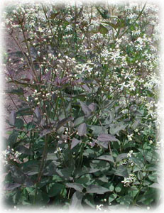 Ranunculaceae Clematis recta L. f. purpurea