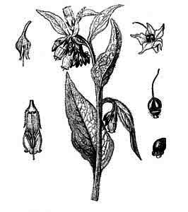 Boraginaceae Symphytum officinale L. 