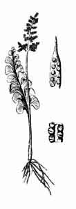 Botrychiaceae Botrychium lunaria (L.) Sw. 