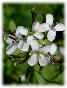 Alliaria petiolata (Bieb.) Cavara et Grande 