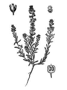 Brassicaceae Alyssum calycinum L. 