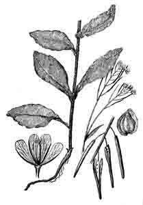 Brassicaceae Arabis pendula L. 