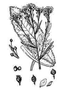 Brassicaceae Armoracia rusticana G. Gaertn., B. Mey. et Scherb. 