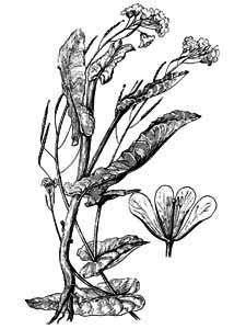 Brassicaceae Brassica campestris L. 
