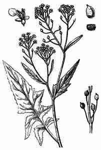 Brassicaceae Bunias orientalis L. 