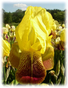 Iridaceae Iris x hybrida hort. cv. Южанин