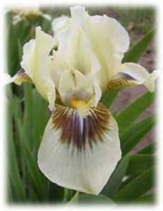 Iridaceae Iris x hybrida hort. cv. Widecombe Fire