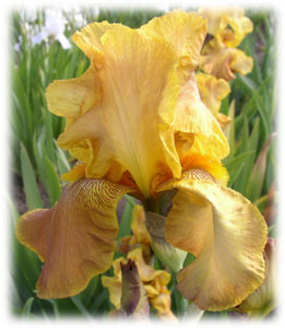 Iridaceae Iris x hybrida hort. cv. Абхазия