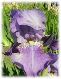 Iridaceae Iris x hybrida hort. cv. Дар Весне