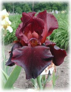 Iris x hybrida hort. cv. African Mahogany