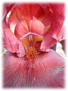 Iridaceae Iris x hybrida hort. cv. African Mahogany