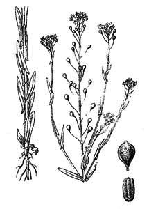 Brassicaceae Camelina sativa (L.) Crantz 