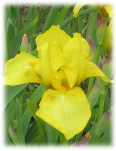 Iridaceae Iris x hybrida hort. cv. Solent Breeze