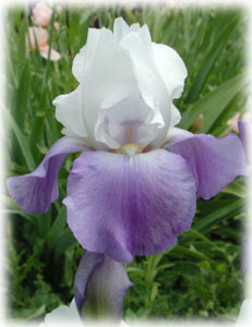 Iridaceae Iris x hybrida hort. cv. Whole Cloth