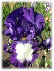 Iridaceae Iris x hybrida hort. cv. Stepping Out