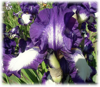 Iridaceae Iris x hybrida hort. cv. Stepping Out